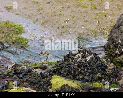 Zwei Flussregenpfeifer Regenpfeifer Küken auf Messe Kopf Ballycastle County Antrim-Nordirland Stockfoto