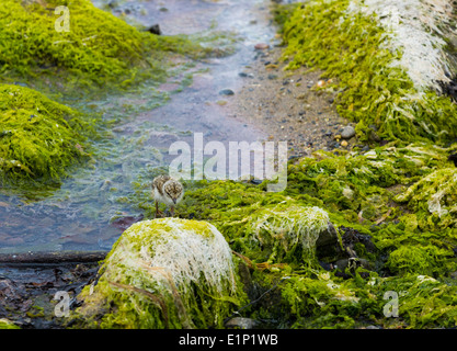 Ein Flussregenpfeifer Regenpfeifer Küken bei fairen Kopf Ballycastle County Antrim-Nordirland Stockfoto