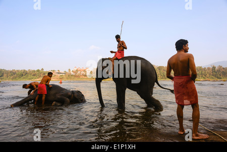 Mahoots (Ausbilder) Baden und trainieren junge Elefanten in der Morgendämmerung im Fluss Periyar 11. Januar 2012 in der Nähe von Fort Kochi, Kerala, Ind Stockfoto