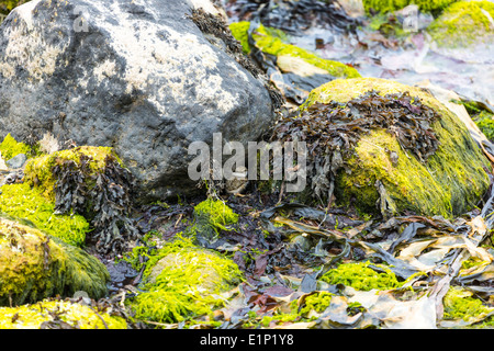 Ein Flussregenpfeifer Regenpfeifer Küken bei fairen Kopf Ballycastle County Antrim-Nordirland Stockfoto