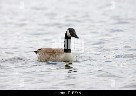 Kanadagans (Branta Canadensis) in einem See schwimmen. Stockfoto