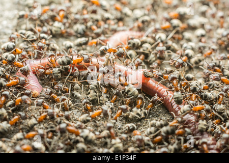 Schwarm von Ameisen Essen Regenwurm Makro Nahaufnahme Stockfoto