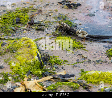 Ein Flussregenpfeifer Regenpfeifer Küken bei fairen Kopf Ballycastle County Antrim-Nordirland Stockfoto