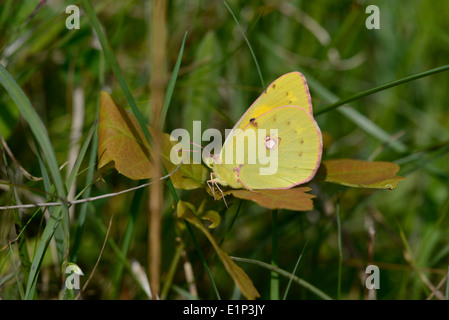 Getrübt, gelben Schmetterling (Colias Croceus) Stockfoto