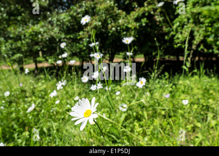 Oxeye Daisy im Bett von Gänseblümchen in einer Parklandschaft Stockfoto