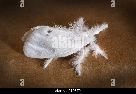 Gelb-Tail, Goldtail Motte oder Swan Moth (Euproctis Similis) ist ein Schmetterling der Familie Lymantriidae. Stockfoto