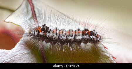 Caterpillar gelb-Tail, Gold-Tail Motte oder Swan Moth (Euproctis Simi) Bedfordshire, UK Stockfoto