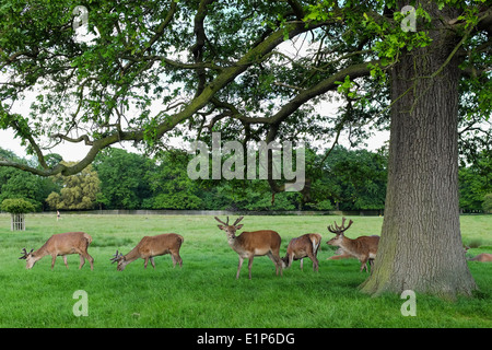 Bushy Park in Hampton, Middlesex, in der Nähe von London. VEREINIGTES KÖNIGREICH. Stockfoto