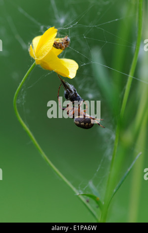 Spinne frisst eine Fliege im Netz gefangen Stockfoto