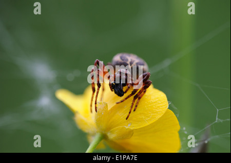 Spinne frisst eine Fliege im Netz gefangen Stockfoto