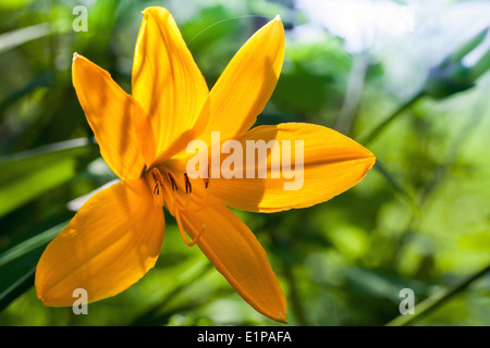 Hemerocallis Lilioasphodelus. Leuchtend gelbe Lilie Blume im Sommergarten Stockfoto