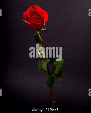 Langer Stiel Rose schwarz isoliert Stockfoto