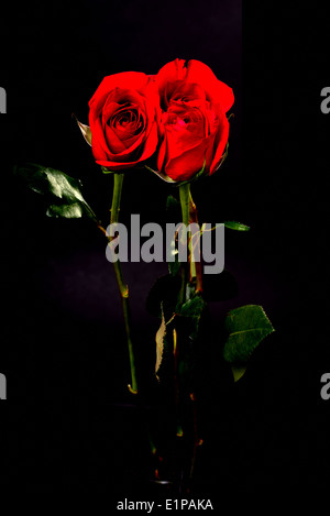 Langer Stiel rote Rosen auf schwarz isoliert Stockfoto