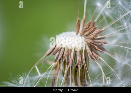 Löwenzahn mit Samen fehlt des Winds Stockfoto