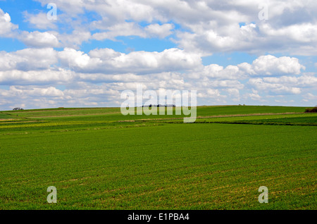 Foto einer Straße führt durch Getreide. Stockfoto