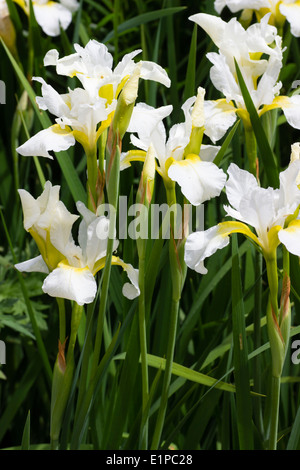 Weißen und gelben Blüten der Sibirischen Schwertlilie, Iris Sibirica 'White Swirl' Stockfoto