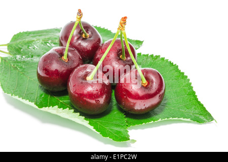 Große Reifen dunklen Kirsche süße saftige Beeren mit Wassertropfen auf frischen grünen Laub isoliert Stockfoto