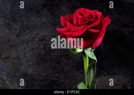 Schöne einzelne rote rose Hintergrund schwarzen Schiefer Bokeh. Stockfoto