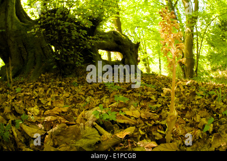 Vogelnest Orchidee in Waldlandschaft mit schattigem Lebensraum und einfacher Sicht auf diese kryptische Art. Stockfoto