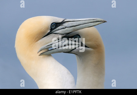 Zwei Basstölpeln auf Bass Rock, Firth of Forth, Schottland Stockfoto