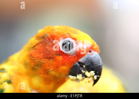 Leiter der Papagei ist Lebensmittel auf Ast im Garten essen. Stockfoto