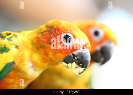 Leiter der Papagei ist Lebensmittel auf Ast im Garten essen. Stockfoto