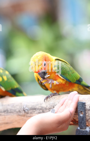 Papagei ist einerseits Menschen Lebensmittel essen. Stockfoto