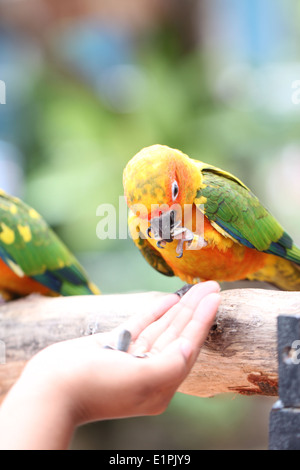 Papagei ist einerseits Menschen Lebensmittel essen. Stockfoto