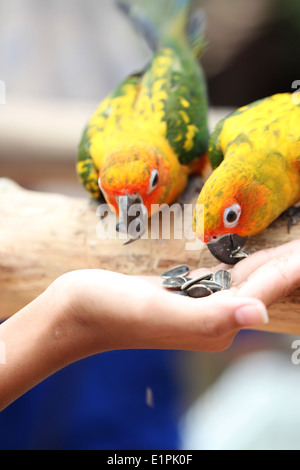 Papagei ist einerseits Menschen Lebensmittel essen. Stockfoto