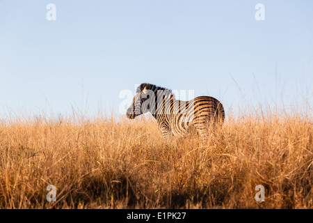 Zebra-Wildtiere in geschützten Lebensraum Wildnispark reservieren Stockfoto