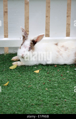 weißen Sie Kaninchenfell flauschige auf Rasen im Garten. Stockfoto
