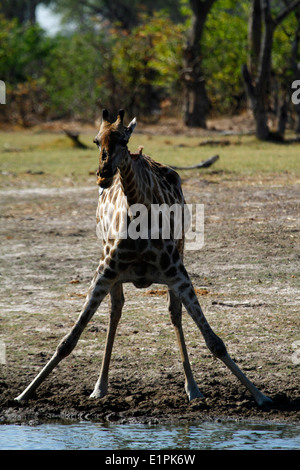 South African Giraffe breitbeinig fertig trinken aus dem Okavango-Delta, herrliche Tierwelt auf Safari in Botswana Afrika gefunden Stockfoto