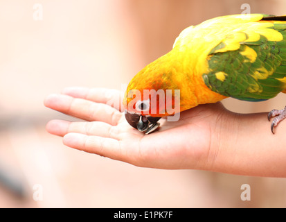 Papagei ist einerseits Menschen Lebensmittel essen. Stockfoto