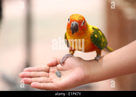 Papagei ist einerseits Menschen Lebensmittel essen. Stockfoto