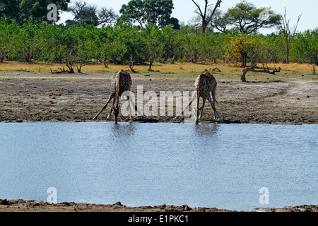 South African Giraffe trinken aus dem Okavango-Delta, herrliche Tierwelt auf Safari in Botswana Afrika gefunden Stockfoto