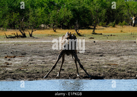 South African Giraffe trinken aus dem Okavango-Delta mit gespreizten Beinen, das Wasser zu erreichen, landen höchste lebende Säugetier Stockfoto