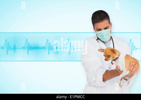 Zusammengesetztes Bild der beruflichen Bildung in Schutzmaske Überprüfung chihuahua Stockfoto
