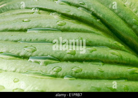 Detail von einem grünen Hosta-Blatt mit Wassertropfen nach dem Sturm Stockfoto