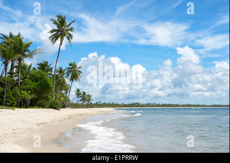 Leere Palmen gesäumten tropischen Strand an der Costa Dos Coqueiros Coconut Coast Nordost Nordeste Bahia Brasilien Stockfoto