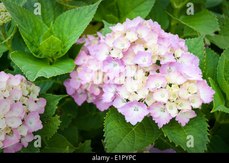 detaillierten frische Blüte Hortensie Blumen closeup Stockfoto