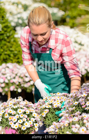 Garten-Center Arbeitnehmerin überprüfen Daisy Blumenbeet Topfpflanzen sonnig Stockfoto