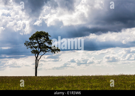 Ein einsamer Buche (Fagus) gegen einen stürmischen Himmel. Stockfoto