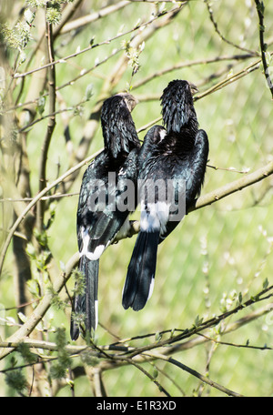 Südliche Hornrabe (Bucorvus Leadbeateri, früher bekannt als Bucorvus Cafer). Stockfoto