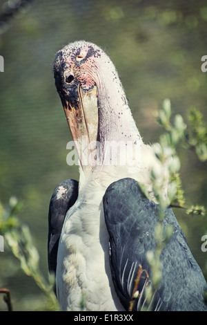 Ein Marabou Storch (Leptoptilos Crumeniferus). Vertikale Zusammensetzung. Stockfoto