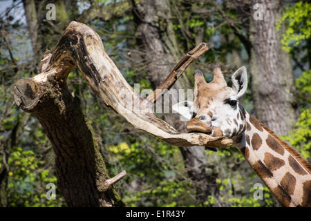 Rothschild Giraffen (Giraffa Plancius Rothschildi) lecken einen Ast. Lustiges Foto. Stockfoto