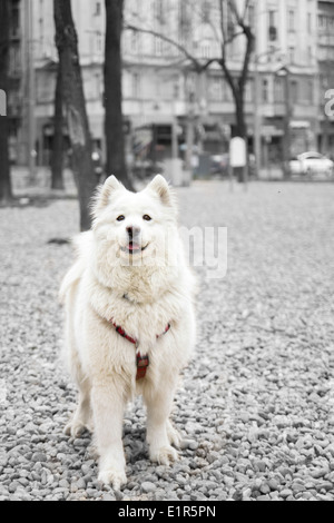 schöne Samojeden Hund Portrait auf schwarzen und weißen Hintergrund isoliert Stockfoto