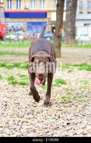 brauner Hund zu Fuß im Park mit Zunge heraus Stockfoto