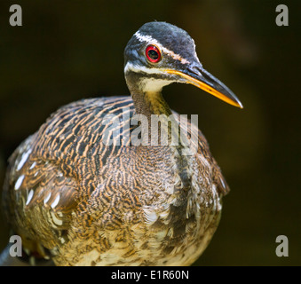 Sunbittern (Eurypyga Helias) Porträt. Stockfoto