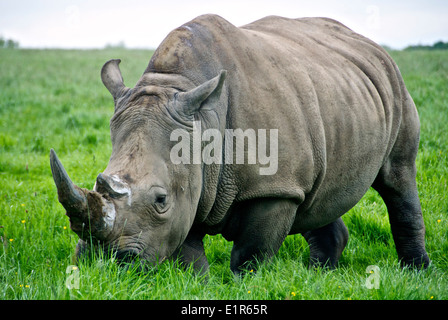 Ein Nashorn auf Gras in einem Wildreservat in Knowsley, Großbritannien Stockfoto