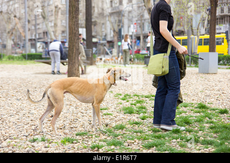 Greyhound spielen im Park mit einem Stock Stockfoto